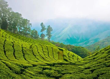 Munnar Tour